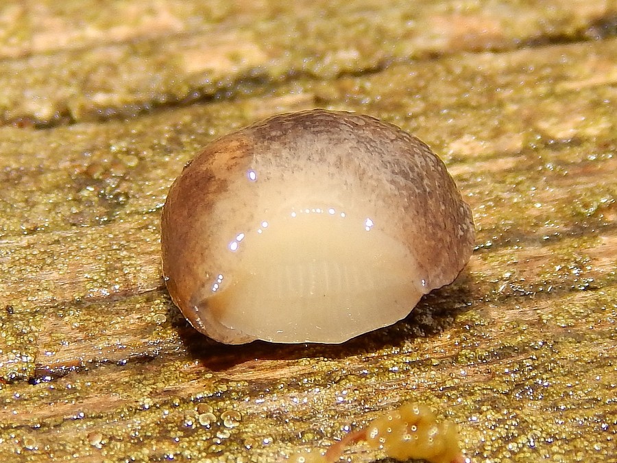 Limax da Pontevecchio MI (Parco del Ticino)